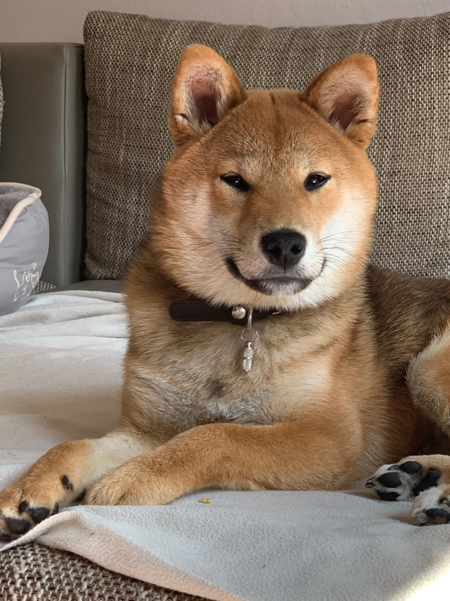 Fotografie Tiere Shiba Inu Kitsu