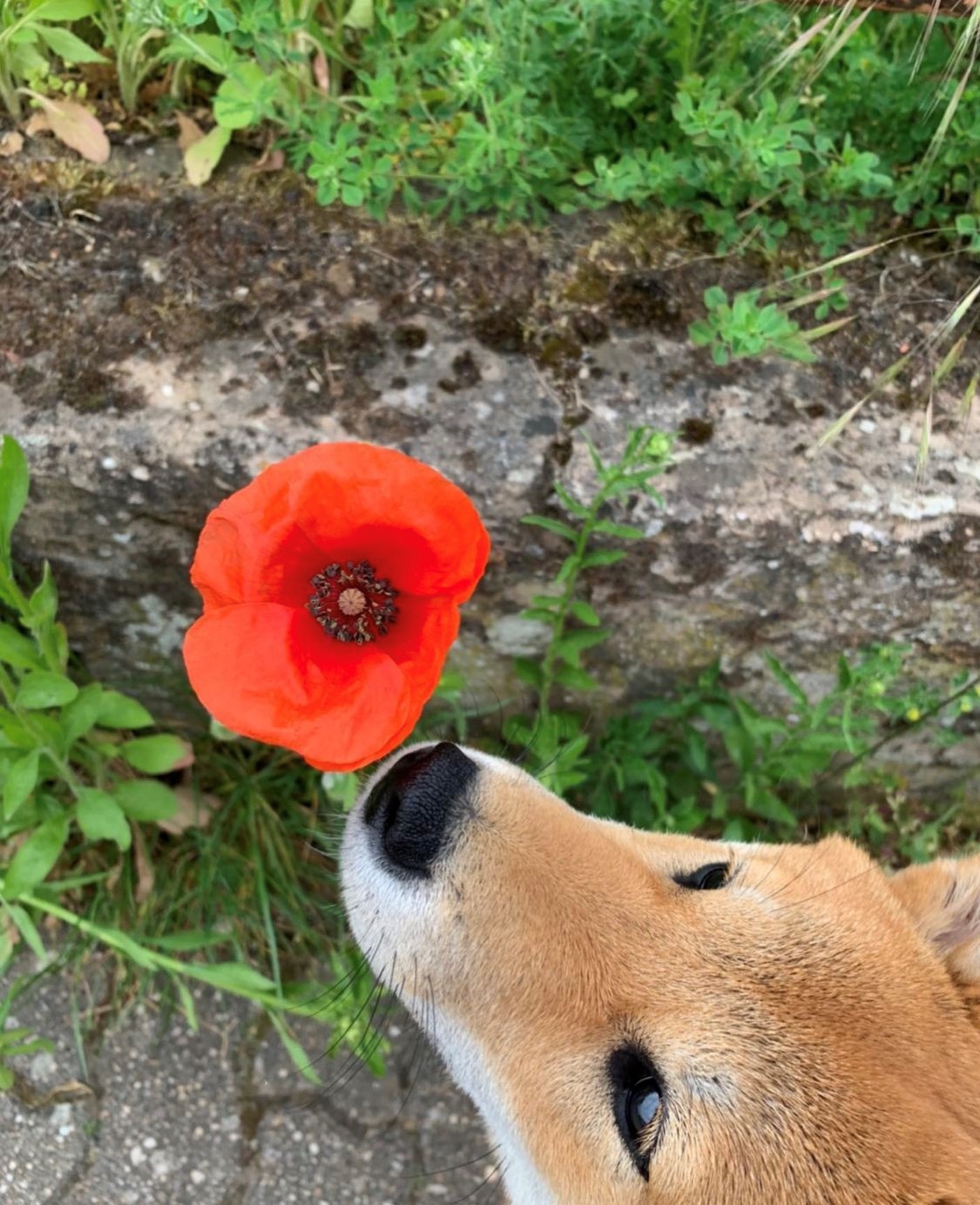 Fotografie Tiere Shiba Inu Kitsu