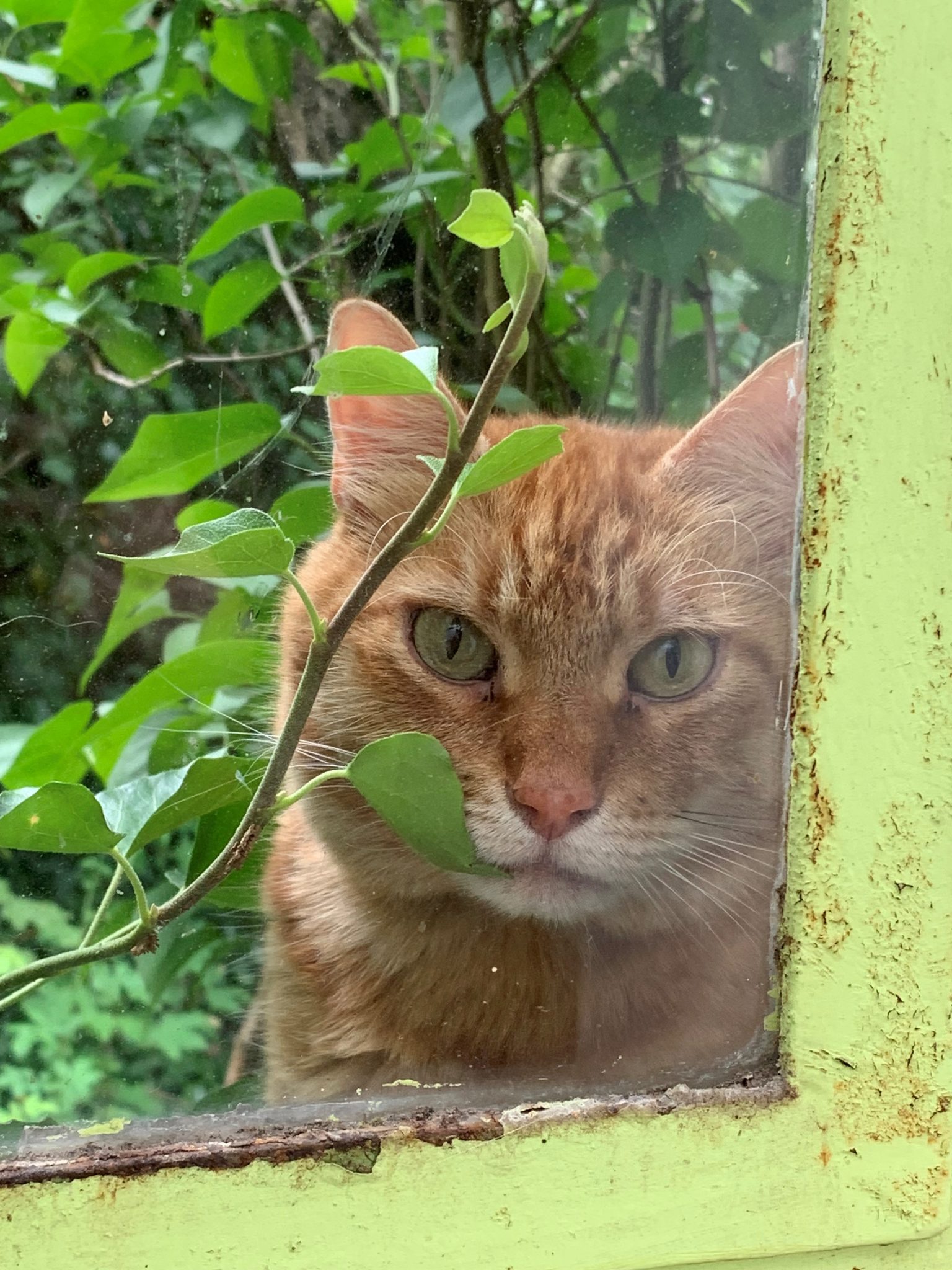 Fotografie Tiere Katze