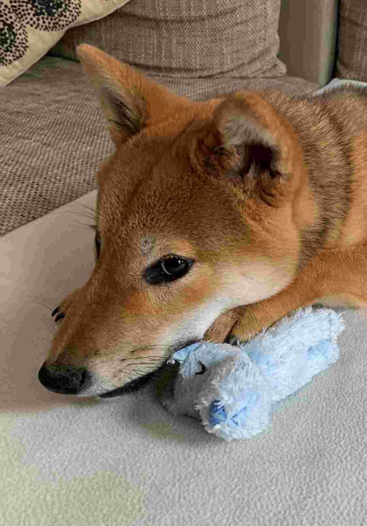 Shiba Inu mit Spielzeug