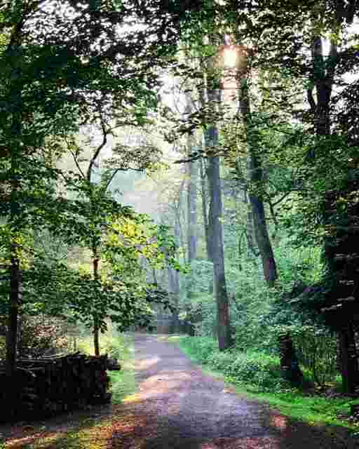 🌳 3 x Wald zum Frühstück bitte! 🌿🌲